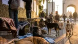 Abandono de perros crece 20% anual tras la pandemia; CDMX enfrenta crisis sanitaria y de bienestar animal