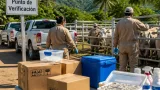 Alertan por 22 casos activos de gusano barrenador en Sinaloa; refuerzan vigilancia y medidas sanitarias