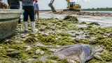 Desecación y bloqueo de bocana provocan mortandad masiva de especies en Vega de Alatorre