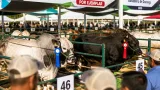 Durango impulsa el mejoramiento genético con Expo de Razas Puras y subsidio estatal