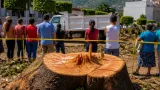 En Chilpancingo derriban árbol centenario; vecinos piden explicaciones a autoridades