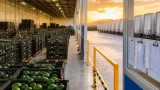 EU detiene verificaciones en Michoacán y paraliza embarques de aguacate; industria en alerta