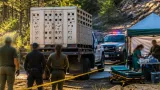 Fresnillo: rescatan en El Niño Artillero a tigre de bengala y autoridades vigilan su recuperación