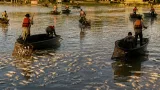 Miles de peces aparecen muertos en la Laguna de las Ilusiones; autoridades retiran cuerpos