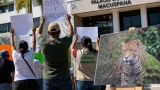 Organizaciones exigen investigación y sanciones tras muerte de jaguar en Macuspana