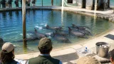 Profepa plantea eutanasia para delfines enfermos en parque de Quintana Roo; activistas denuncian abandono