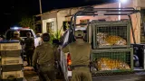 Reforma federal permite aseguramiento histórico de fauna: rescatan 2 tigres y 18 reptiles en Durango