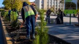 Saltillo impulsa reforestación en bulevares y limpia plazas clave de la ciudad