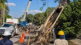 Tapachula ordena retiro de árbol de hule por riesgo de colapso junto al río Texcuyuapan
