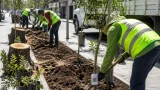 Toluca renueva arbolado en Paseo Colón: 24 encinos para recuperar seguridad y sombra