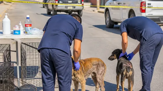 Gómez Palacio refuerza vigilancia tras detección de gusano barrenador en perros callejeros