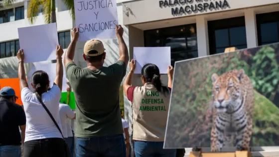 Organizaciones exigen investigación y sanciones tras muerte de jaguar en Macuspana