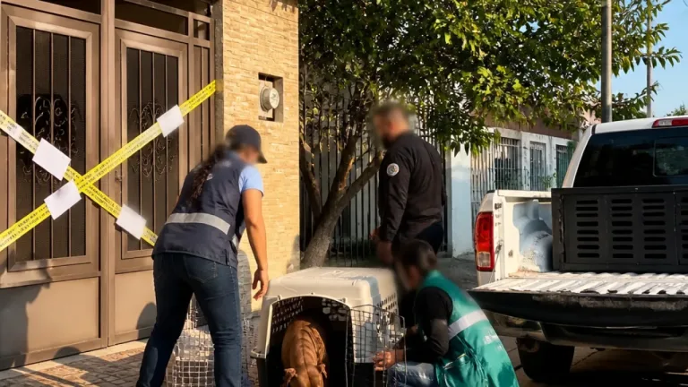Fiscalía realiza cateo en Prado de las Cañadas y rescata a perro abandonado en Tonalá