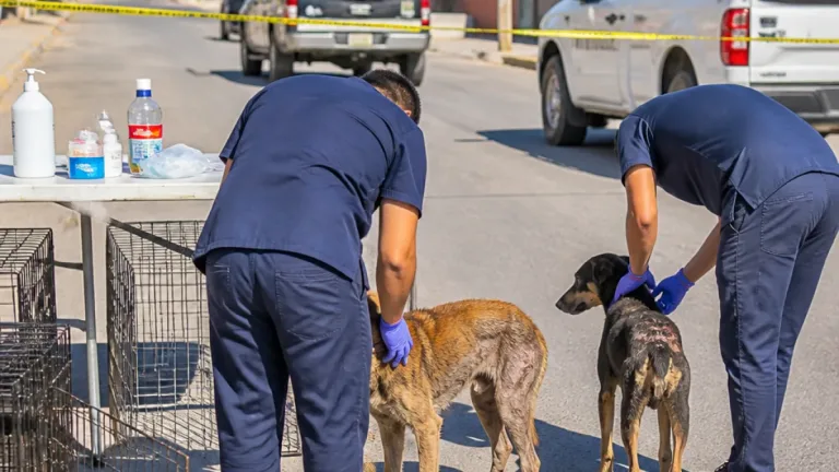 Gómez Palacio refuerza vigilancia tras detección de gusano barrenador en perros callejeros