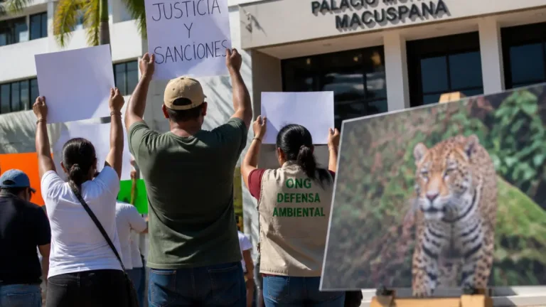 Organizaciones exigen investigación y sanciones tras muerte de jaguar en Macuspana