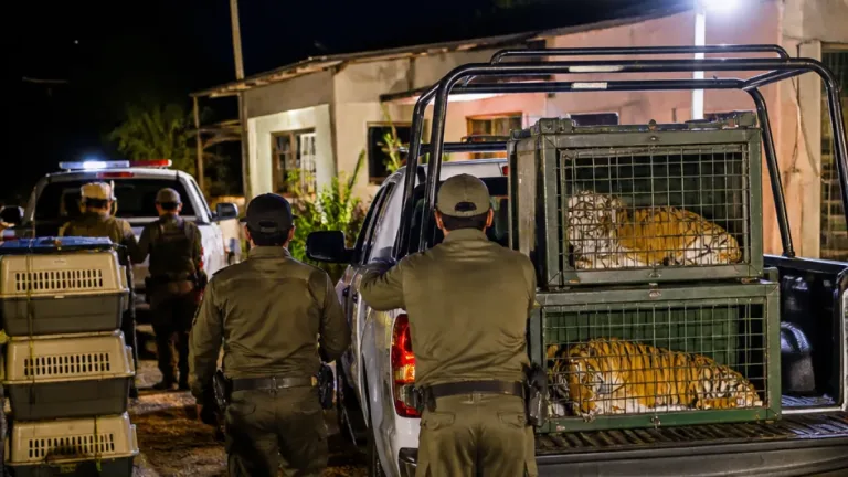 Reforma federal permite aseguramiento histórico de fauna: rescatan 2 tigres y 18 reptiles en Durango